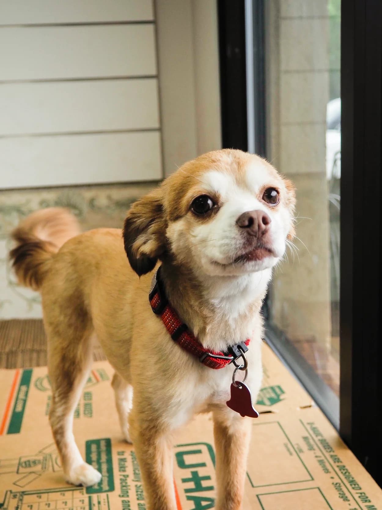Lopez, a small tan-and-white dog, standing on a moving box
